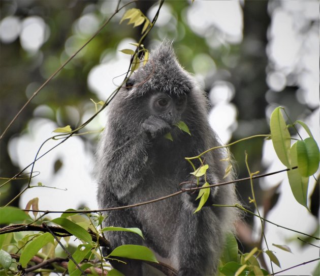 silver leaf monkey