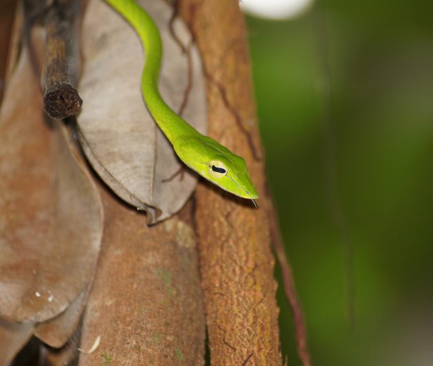 tree snake