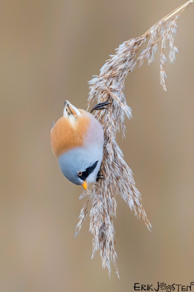 Baardmannetje