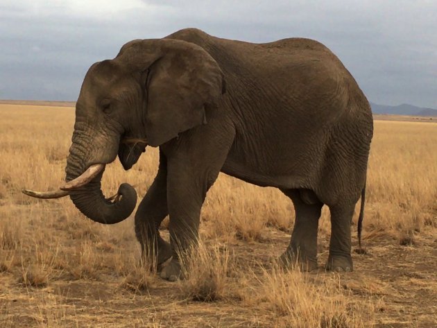 Olifant aan het  gras eten