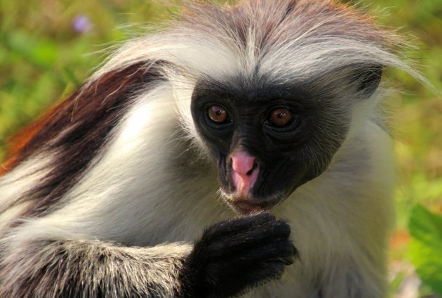 Zanzibar Red Colobus