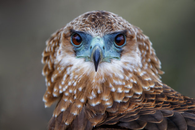 Portret van een jonge Bateleur in het Krugerpark