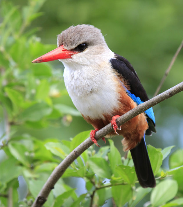 Grijskop ijsvogel