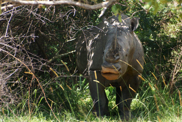 Witte neushoorn in ZIWA Sanctuary