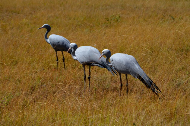 Mooie vogels.