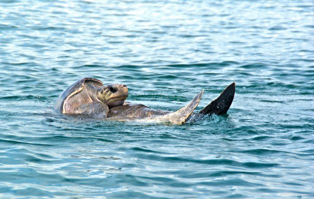 Parende schildpadden