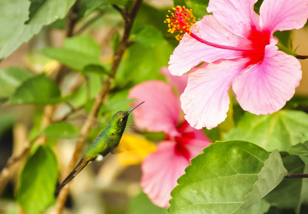 Kolibri in Vinales 