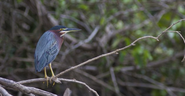 Mangrove Reiger bij Caño Negro