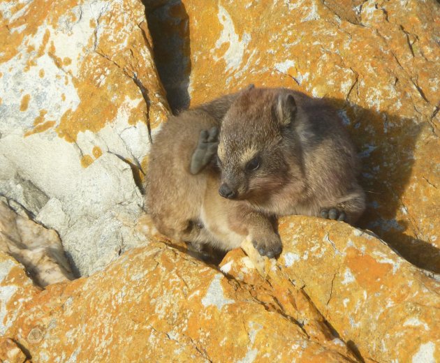 Dassie