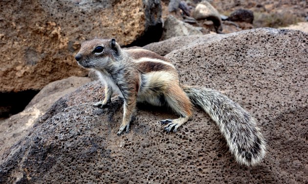 Eekhoorntje op Fuerteventura