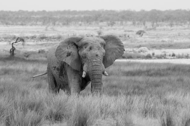 De reus van Etosha