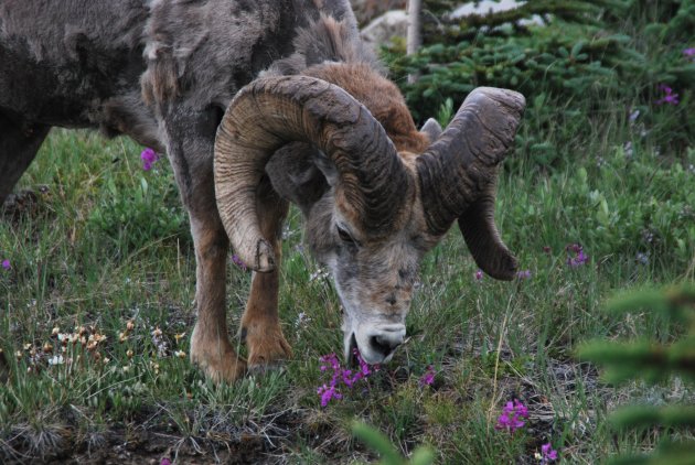 Big Horn sheep