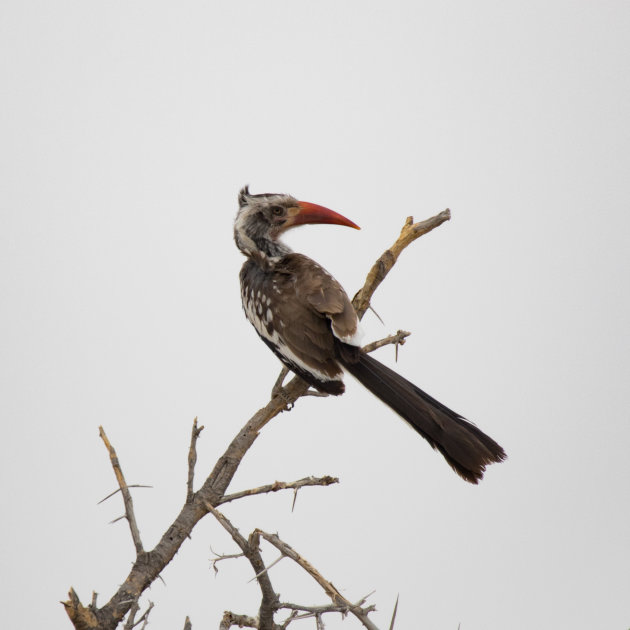 Red Billed Hornbill