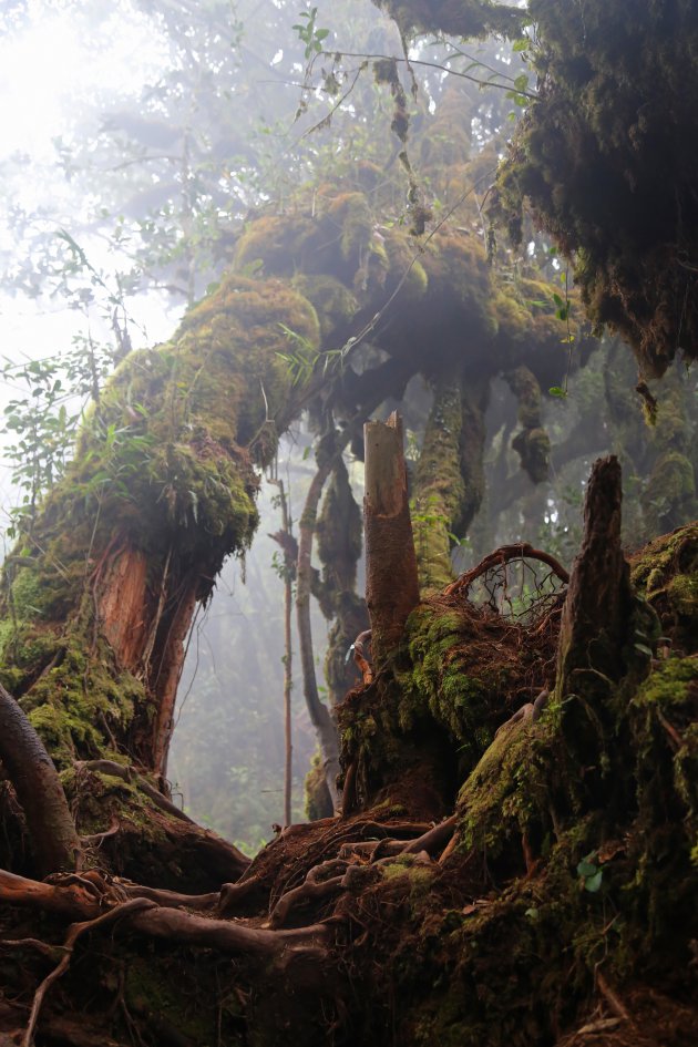 Mossy Forest