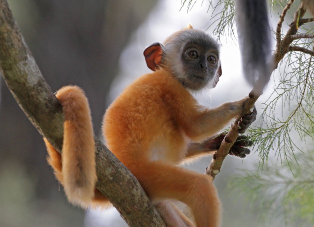 Silvered leaf monkey (baby)