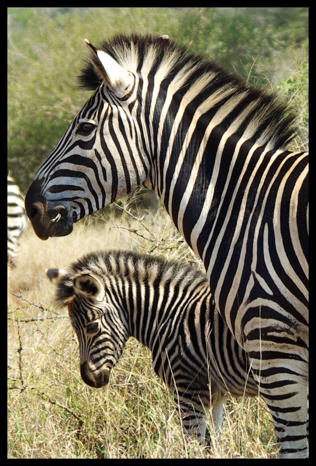 Zebra bond