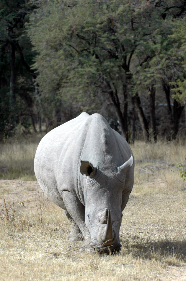 Neushoorn