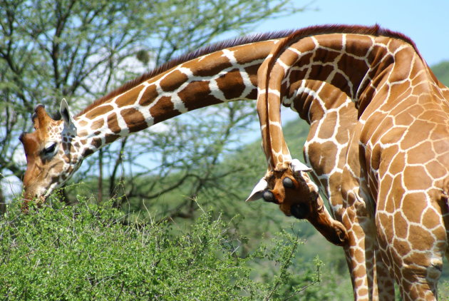 giraffe