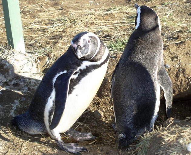 Pinguïnpaartje op Isla magdalena