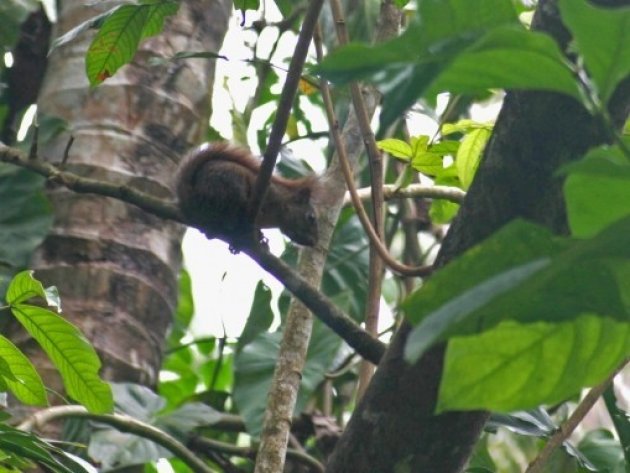 Eekhoorn in Costa Rica
