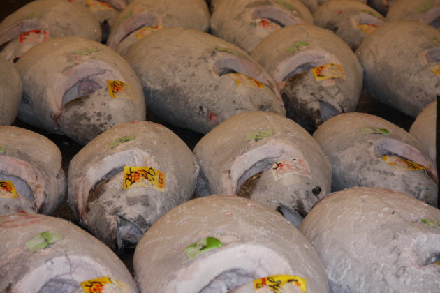 Tsukiji vismarkt Tokyo, Tonijnen