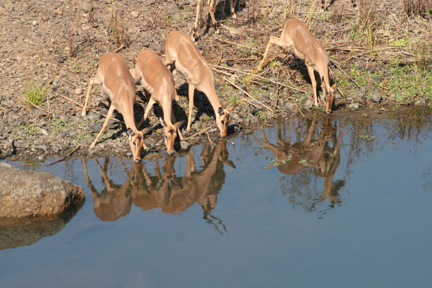 Drinkende impala's in het Krugerpark