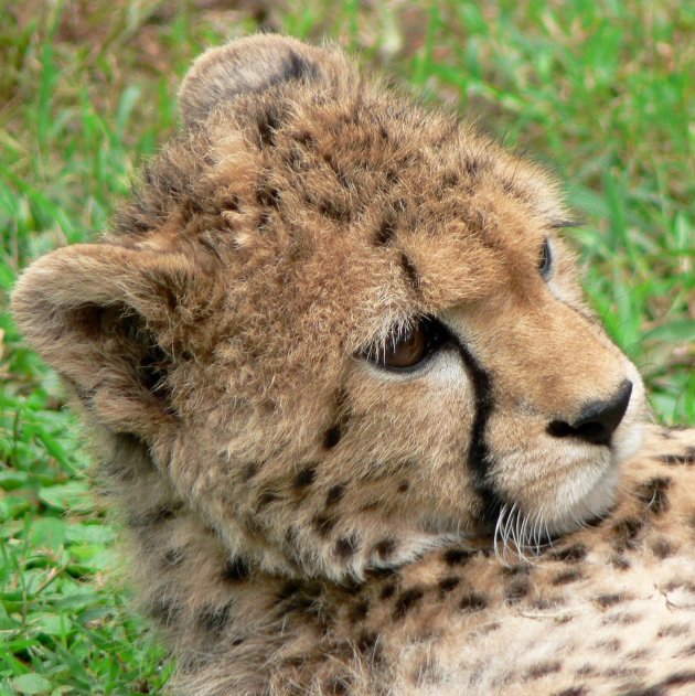 Cheetah