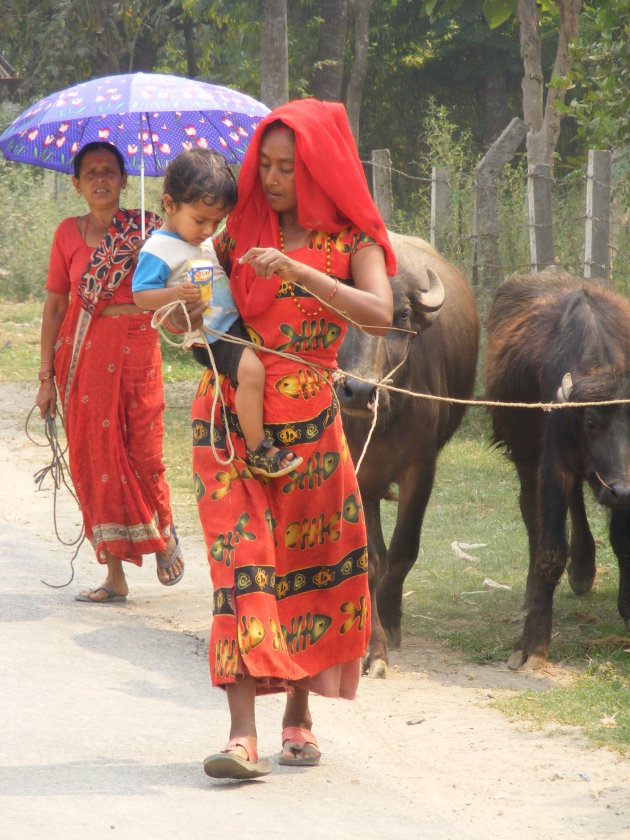 Sauraha, Chitwan