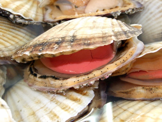 Prachtschelp op de Tsukiji Fish Market