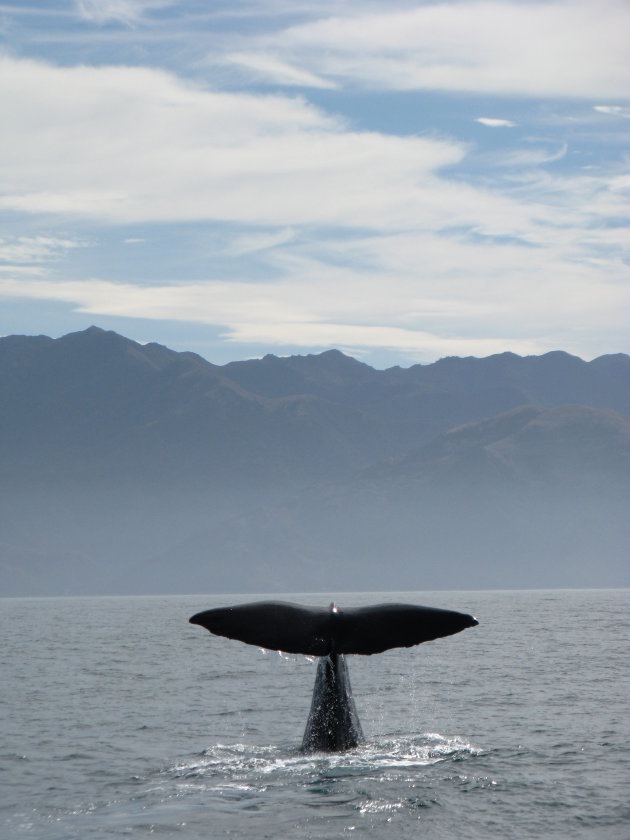 Kaikoura whale