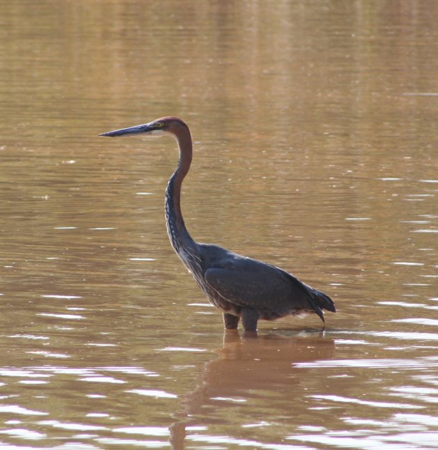 Reuzenreiger in Mlilwane Nature Reserve