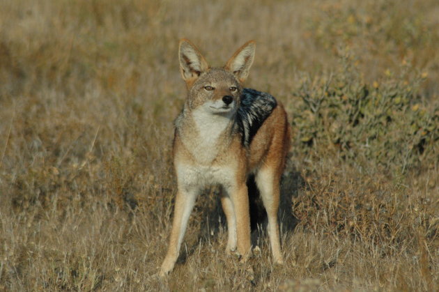 jakhals in de Kalahari