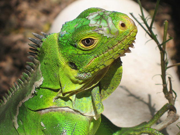 Dressed in green