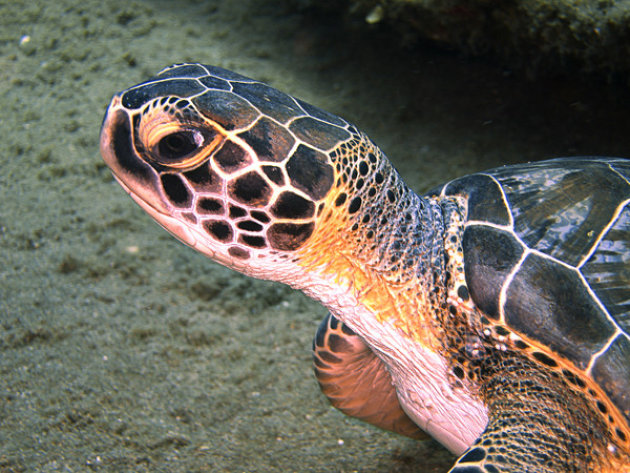 Portrait of a turtle