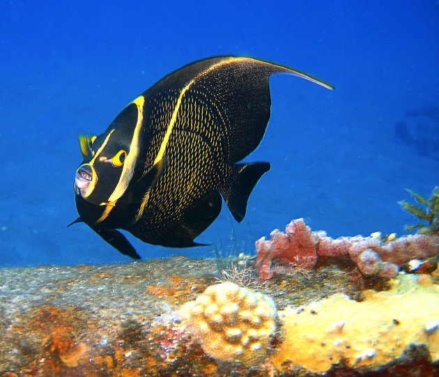 Underwater angel