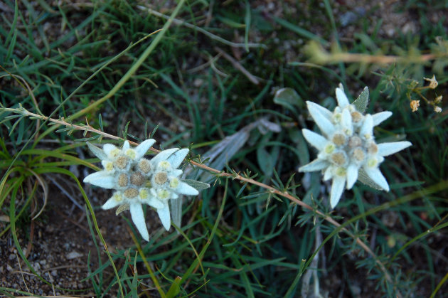 Edelweiss