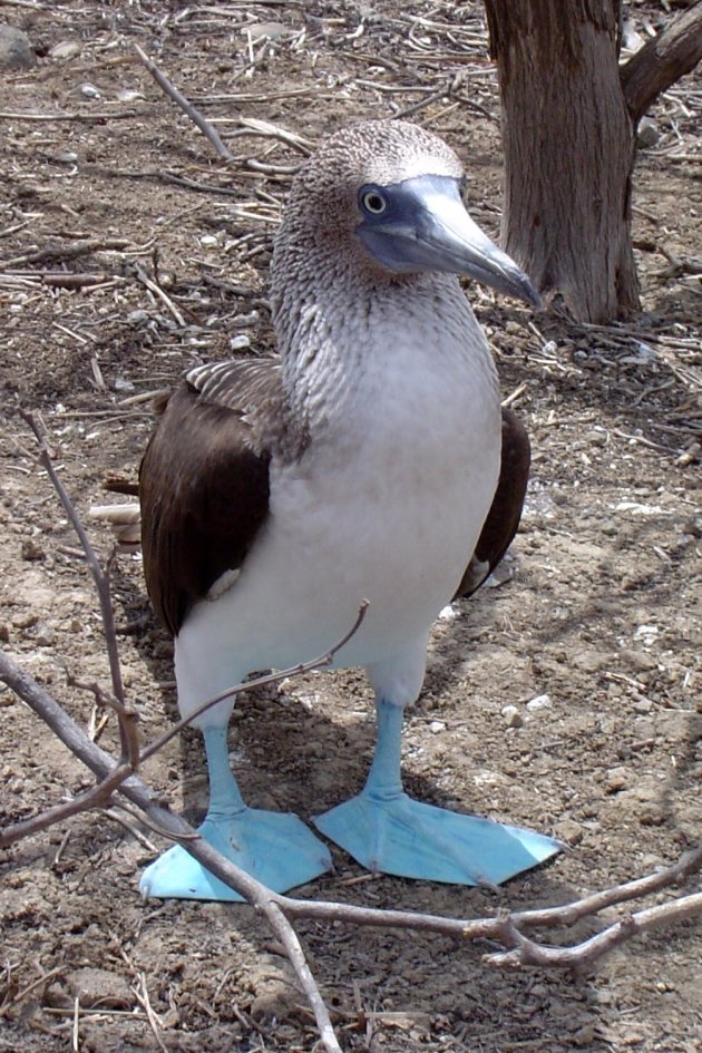 Blue footed booby