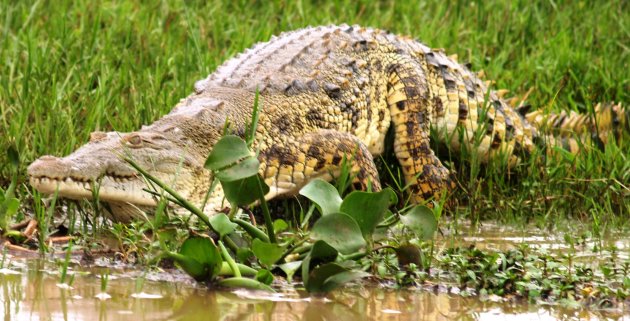 Krokodil gaat te water