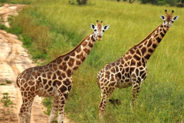 nieuwgierige giraffen