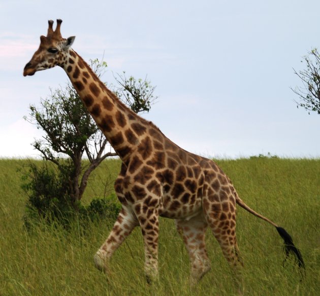 Giraf in het landschap