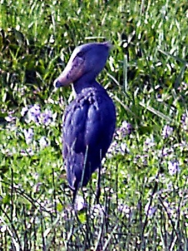  prehistorische shoebill stork