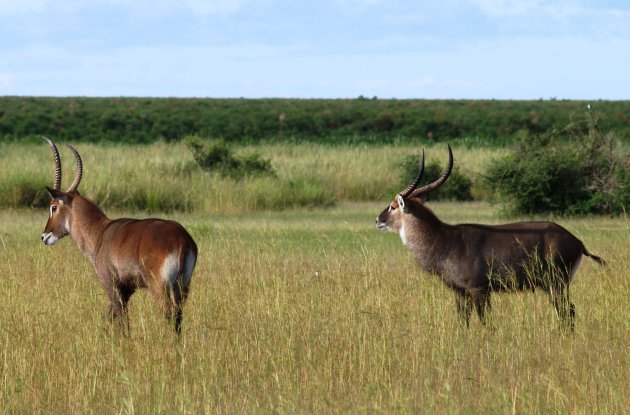 mannelijke waterbucks