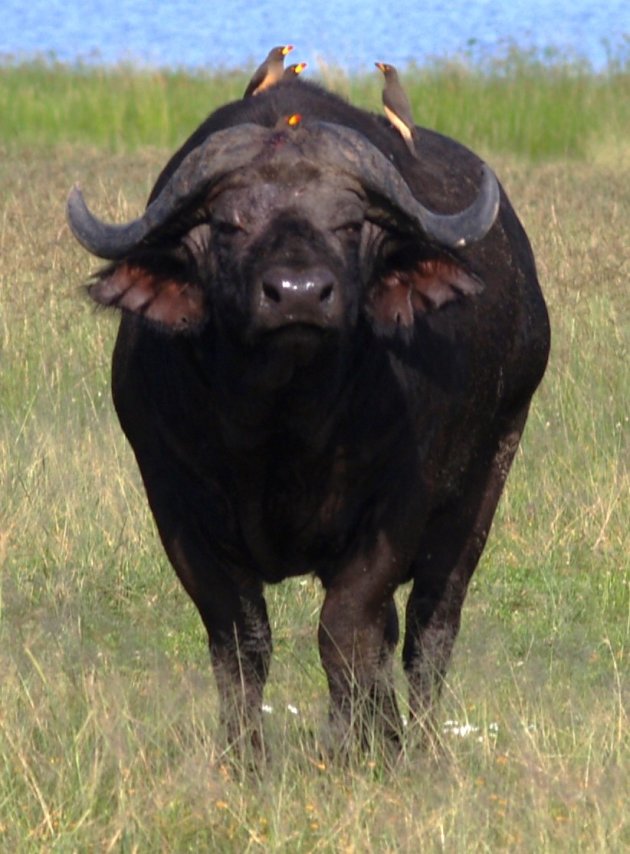 buffel met ossenpikkers