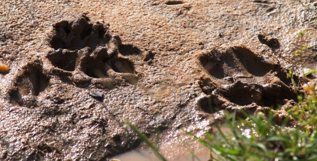 Leeuwenspoor in de modder