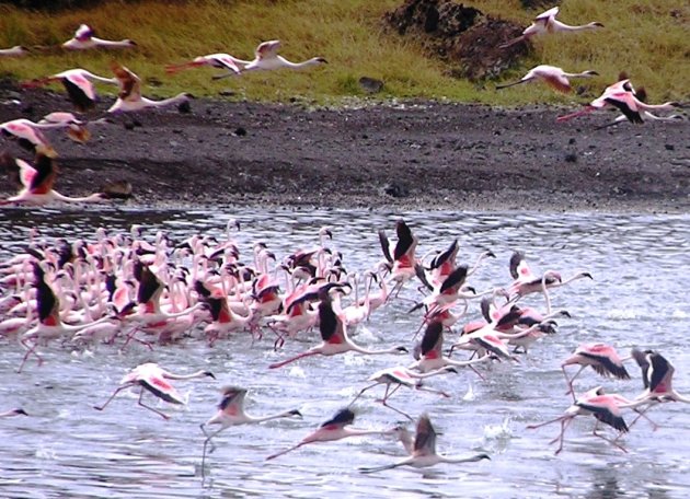 flamingo's