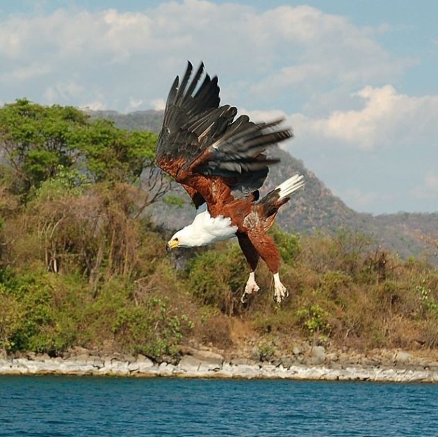 Fish Eagle 