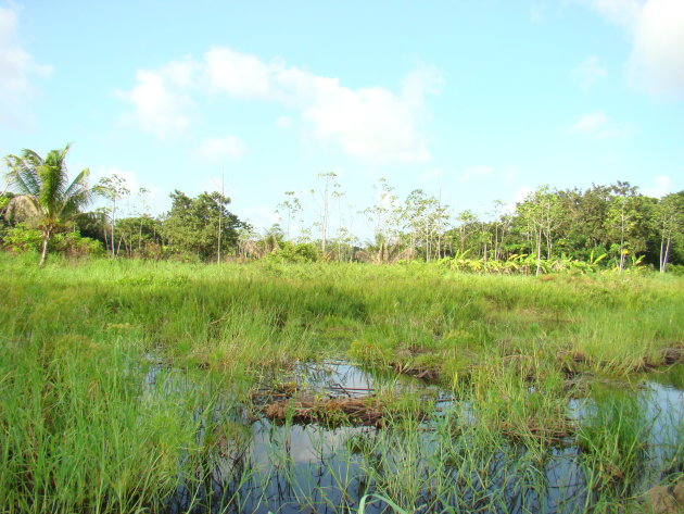 Natuur in Nickerie