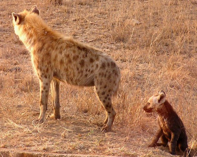 hyena moeder en baby
