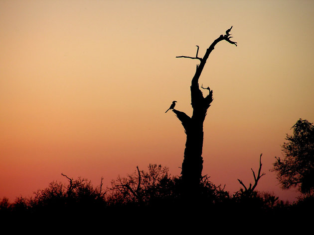 Zonsondergang in het Kruger