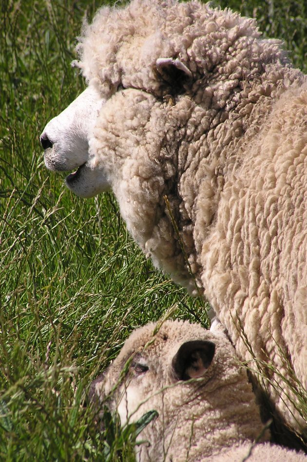 Schapen